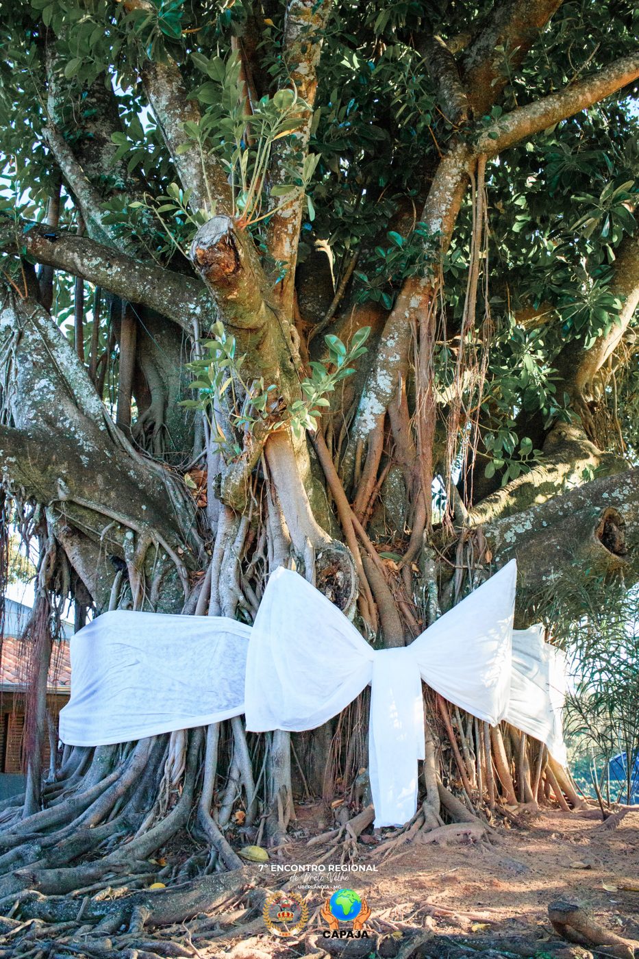A gameleira sagrada enfeitada com o laço branco no 7º Encontro de Pretos Velhos